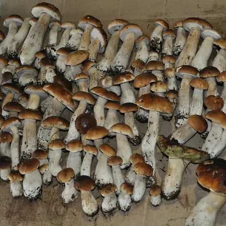 Leśna Gospodarstwo agroturystyczne *